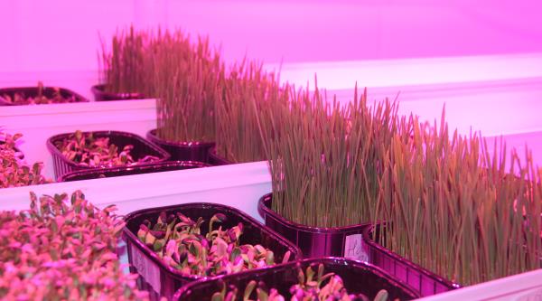 Ferme verticale à Veigné